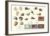 Snails and More Snails-null-Framed Art Print