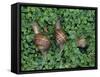 Snails Crawling Through Duckweed-Nancy Rotenberg-Framed Stretched Canvas