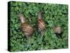 Snails Crawling Through Duckweed-Nancy Rotenberg-Stretched Canvas