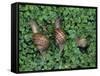 Snails Crawling Through Duckweed-Nancy Rotenberg-Framed Stretched Canvas