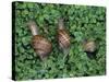 Snails Crawling Through Duckweed-Nancy Rotenberg-Stretched Canvas