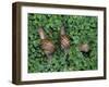 Snails Crawling Through Duckweed-Nancy Rotenberg-Framed Photographic Print