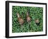 Snails Crawling Through Duckweed-Nancy Rotenberg-Framed Photographic Print