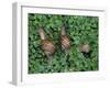 Snails Crawling Through Duckweed-Nancy Rotenberg-Framed Photographic Print