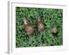 Snails Crawling Through Duckweed-Nancy Rotenberg-Framed Photographic Print