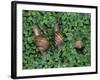 Snails Crawling Through Duckweed-Nancy Rotenberg-Framed Photographic Print