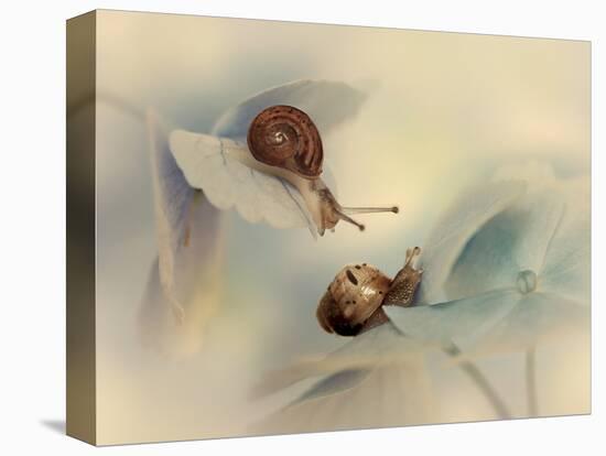 Snails-Ellen Van-Stretched Canvas