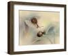 Snails-Ellen Van-Framed Photographic Print