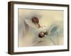 Snails-Ellen Van-Framed Photographic Print