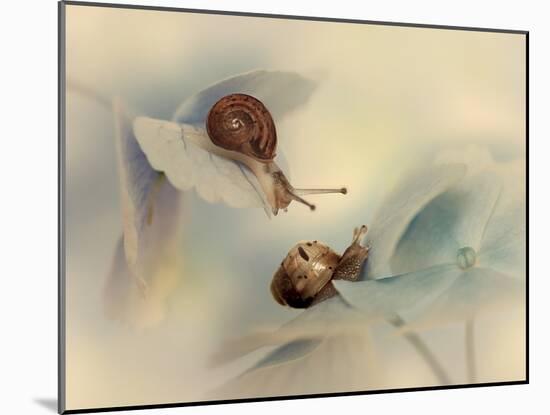 Snails-Ellen Van-Mounted Photographic Print