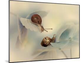 Snails-Ellen Van-Mounted Photographic Print