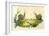 Snails-Frederick P. Nodder-Framed Giclee Print