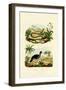 Snake, 1833-39-null-Framed Giclee Print