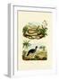 Snake, 1833-39-null-Framed Giclee Print