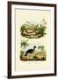 Snake, 1833-39-null-Framed Giclee Print