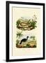 Snake, 1833-39-null-Framed Giclee Print