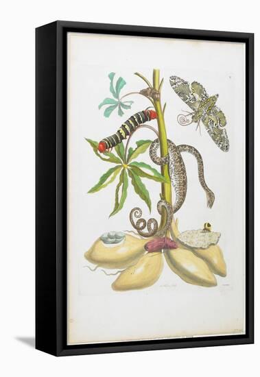 Snake, Caterpillar, Butterfly, and Insects on Plant-Maria Sibylla Graff Merian-Framed Stretched Canvas