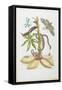 Snake, Caterpillar, Butterfly, and Insects on Plant-Maria Sibylla Graff Merian-Framed Stretched Canvas