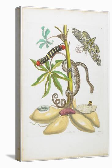 Snake, Caterpillar, Butterfly, and Insects on Plant-Maria Sibylla Graff Merian-Stretched Canvas