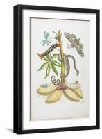 Snake, Caterpillar, Butterfly, and Insects on Plant-Maria Sibylla Graff Merian-Framed Giclee Print