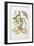 Snake, Caterpillar, Butterfly, and Insects on Plant-Maria Sibylla Graff Merian-Framed Giclee Print