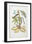 Snake, Caterpillar, Butterfly, and Insects on Plant-Maria Sibylla Graff Merian-Framed Giclee Print