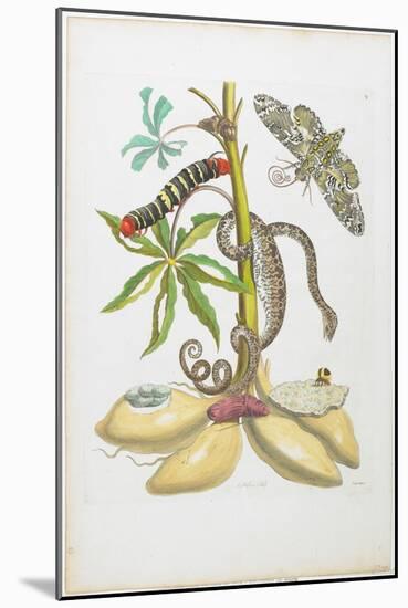 Snake, Caterpillar, Butterfly, and Insects on Plant-Maria Sibylla Graff Merian-Mounted Giclee Print