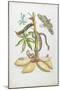 Snake, Caterpillar, Butterfly, and Insects on Plant-Maria Sibylla Graff Merian-Mounted Giclee Print