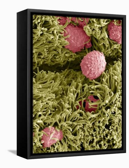 Snake Ciliated Lung Cells And Mucus, SEM-Steve Gschmeissner-Framed Stretched Canvas