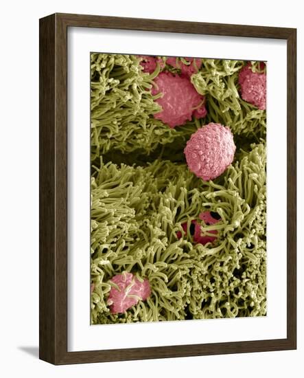 Snake Ciliated Lung Cells And Mucus, SEM-Steve Gschmeissner-Framed Photographic Print