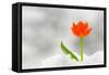 Snake Flower, Ornithogalum Dubium-laurentiu iordache-Framed Stretched Canvas