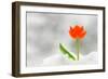 Snake Flower, Ornithogalum Dubium-laurentiu iordache-Framed Photographic Print