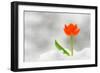 Snake Flower, Ornithogalum Dubium-laurentiu iordache-Framed Photographic Print