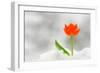 Snake Flower, Ornithogalum Dubium-laurentiu iordache-Framed Photographic Print