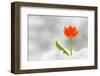 Snake Flower, Ornithogalum Dubium-laurentiu iordache-Framed Photographic Print