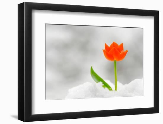 Snake Flower, Ornithogalum Dubium-laurentiu iordache-Framed Photographic Print