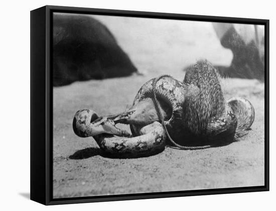 Snake Killing a Mongoose-null-Framed Stretched Canvas