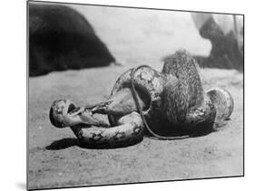 Snake Killing a Mongoose-null-Mounted Photographic Print