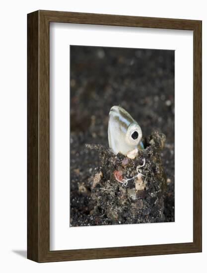 Snake or Hairtail Blenny Head (Xiphasia Setifer), Lembeh Strait, North Sulawesi, Indonesia-Reinhard Dirscherl-Framed Photographic Print