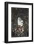 Snake or Hairtail Blenny Head (Xiphasia Setifer), Lembeh Strait, North Sulawesi, Indonesia-Reinhard Dirscherl-Framed Photographic Print