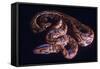 Snake, Rainbow Boa-null-Framed Stretched Canvas