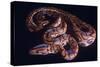 Snake, Rainbow Boa-null-Stretched Canvas