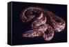 Snake, Rainbow Boa-null-Framed Stretched Canvas