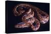 Snake, Rainbow Boa-null-Stretched Canvas
