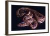 Snake, Rainbow Boa-null-Framed Photographic Print