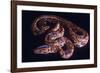 Snake, Rainbow Boa-null-Framed Photographic Print