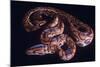 Snake, Rainbow Boa-null-Mounted Photographic Print