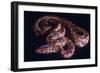 Snake, Rainbow Boa-null-Framed Photographic Print