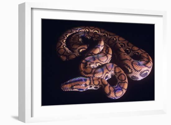 Snake, Rainbow Boa-null-Framed Photographic Print