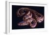 Snake, Rainbow Boa-null-Framed Photographic Print